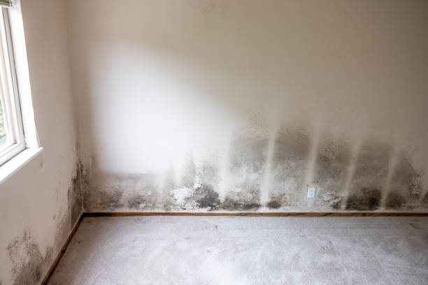 Best Mold Remediation for Healthcare Facilities  in Oakmont, PA